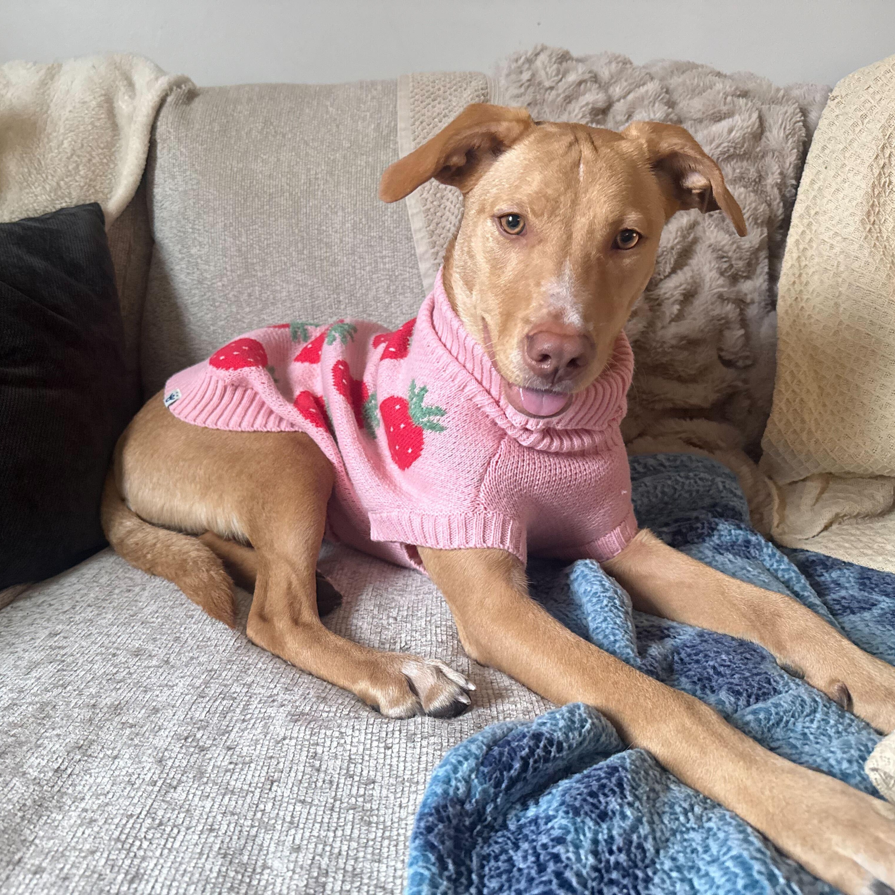 Enlarge Sally, a ADOPTABLE mixed breed in Addison, IL image 3/5