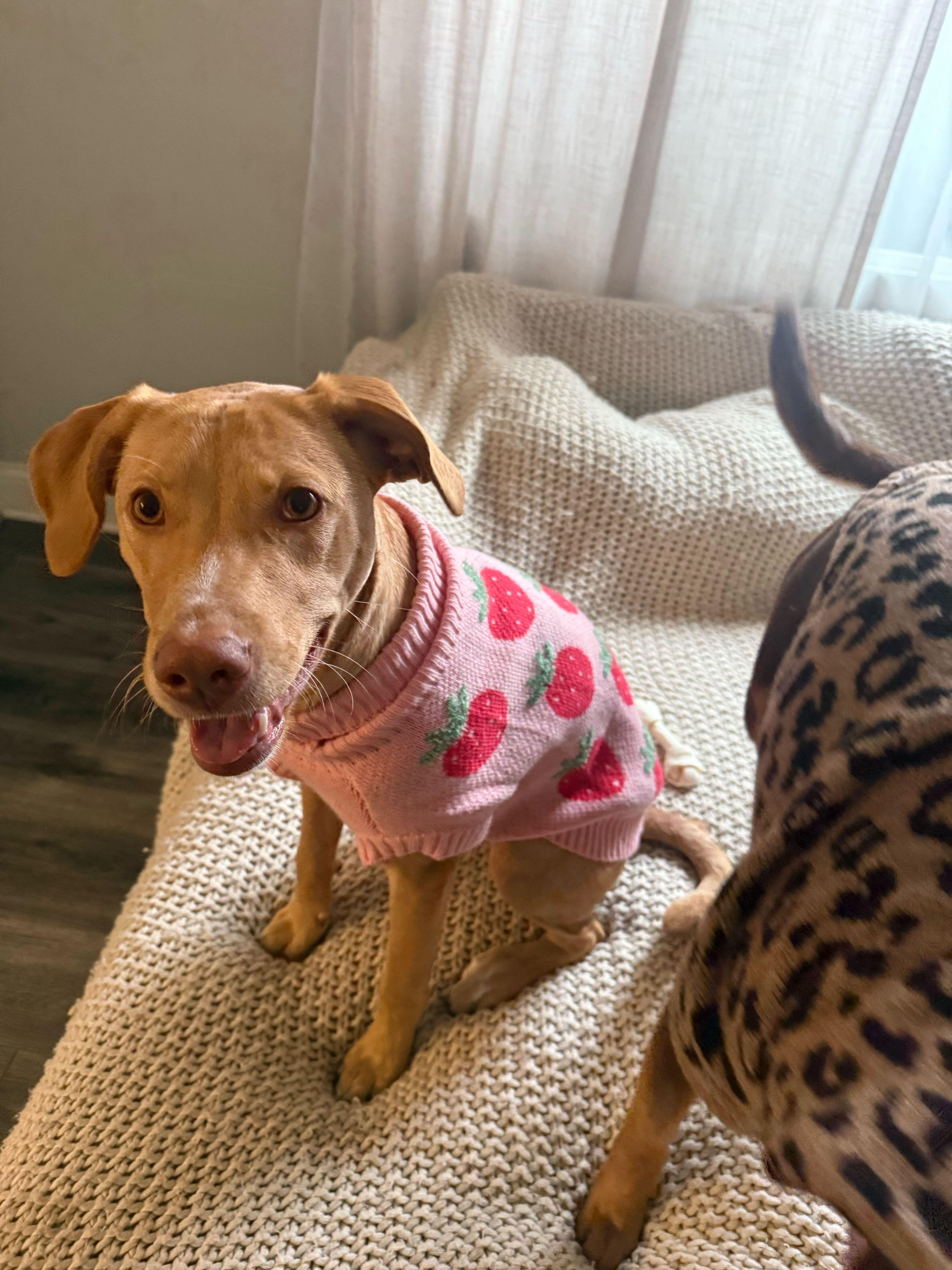 Enlarge Sally, a ADOPTABLE mixed breed in Addison, IL image 4/5