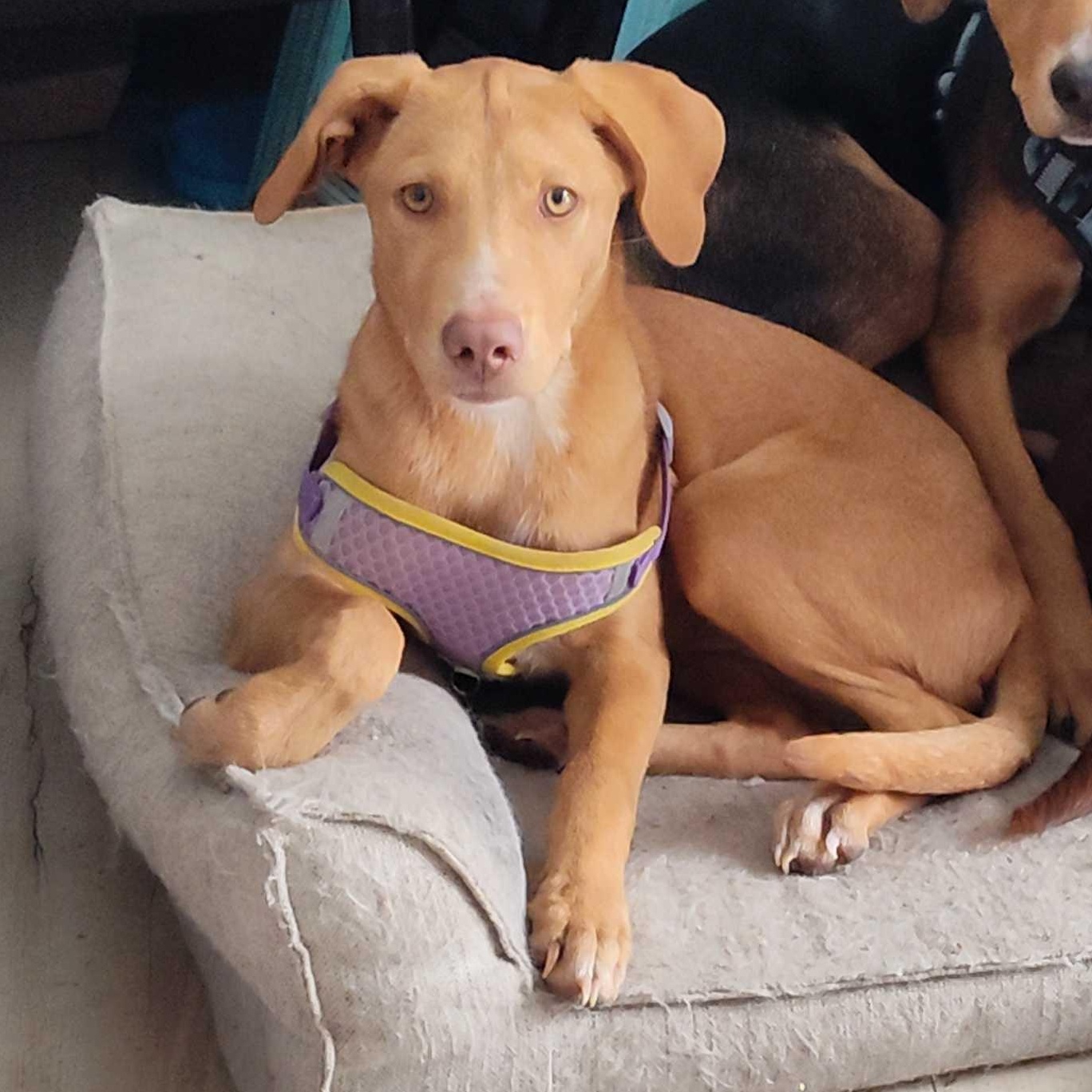 Sally, ADOPTABLE, Young Female Beagle.