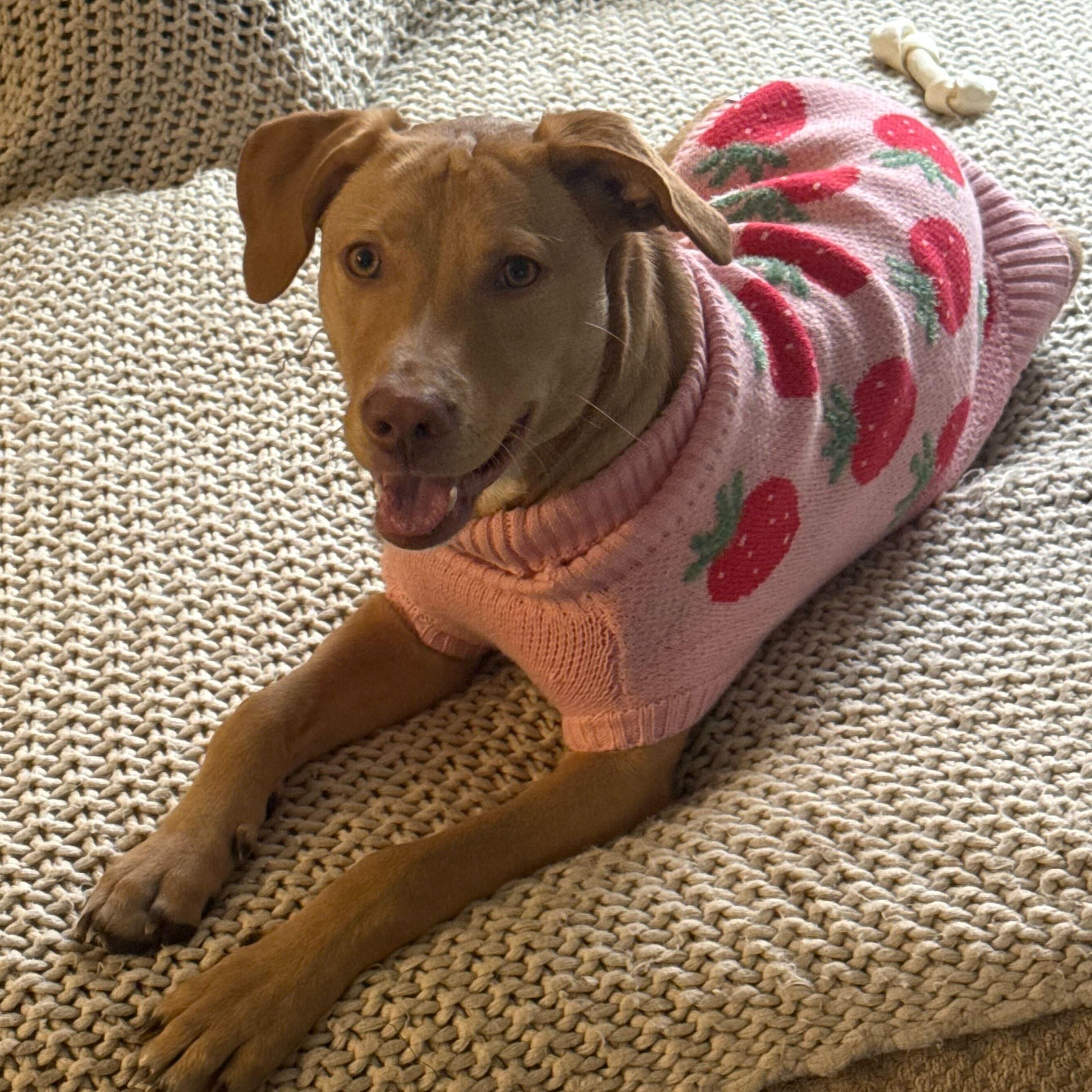 Enlarge Sally, a ADOPTABLE mixed breed in Addison, IL image 1/5