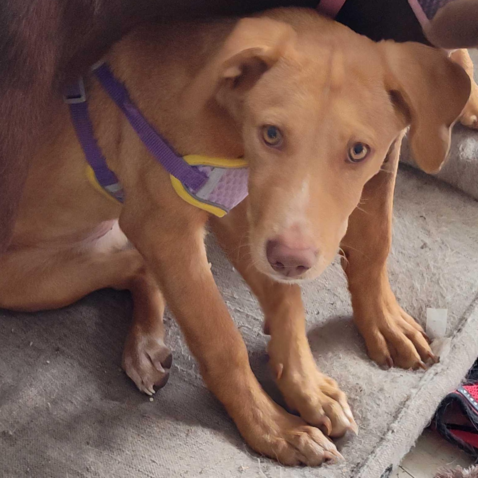 Sally, a ADOPTABLE mixed breed in Addison, IL image 2/2