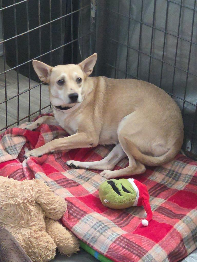 Timmy, Adoptable, Young Male Chihuahua & Smooth Fox Terrier.