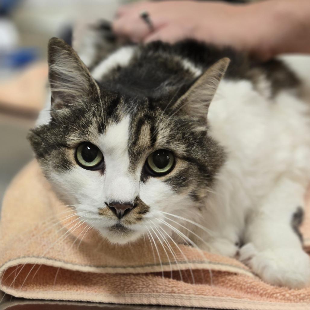 Buster, Adoptable, Senior Male Domestic Short Hair.