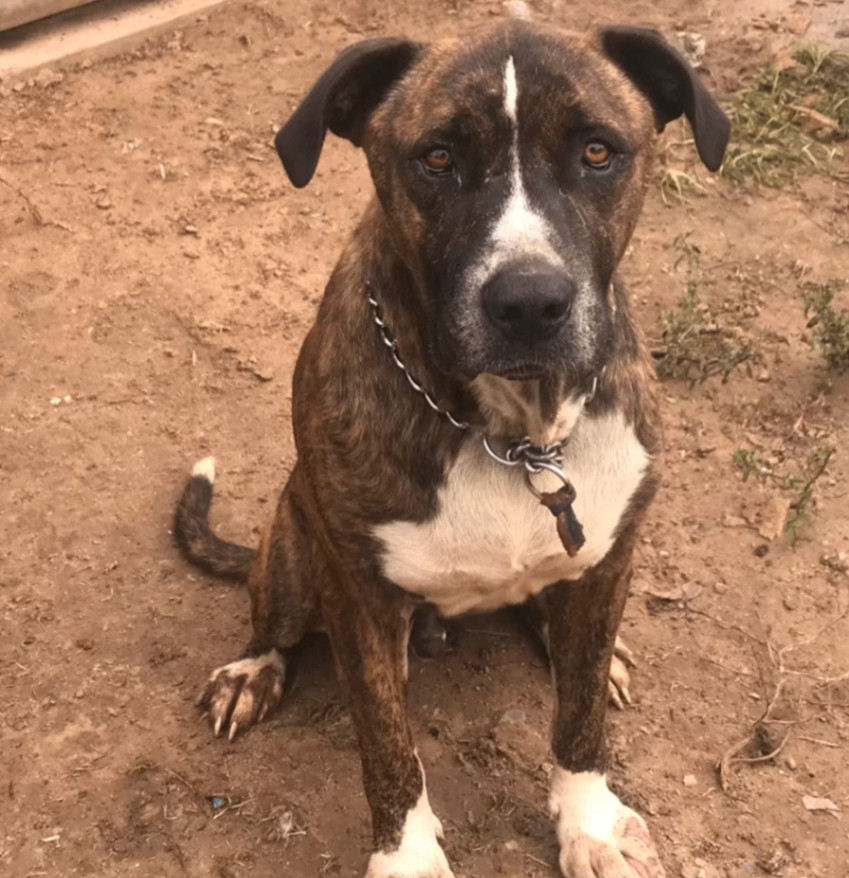 Enlarge Jake, a Adoptable mixed breed in Austin, TX image 1/3