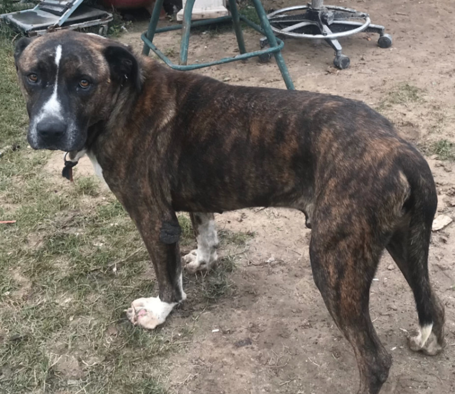 Enlarge Jake, a Adoptable mixed breed in Austin, TX image 2/3