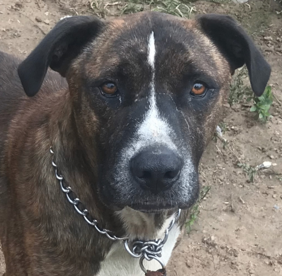 Enlarge Jake, a Adoptable mixed breed in Austin, TX image 3/3