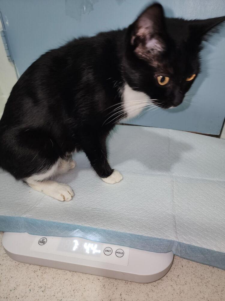 Archer, Adoptable, Adult Female Domestic Short Hair.