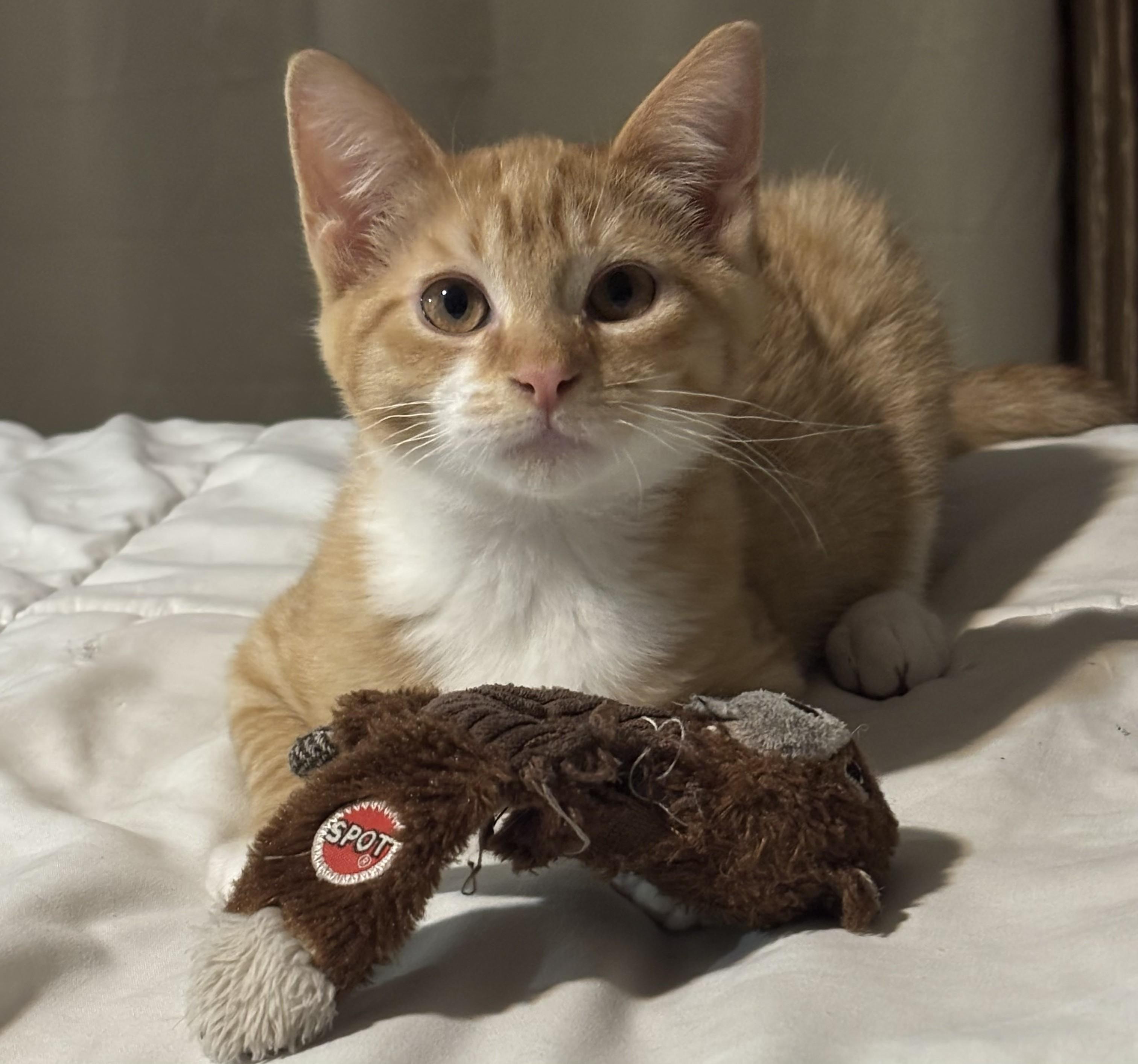 Quiggly, an adopted Domestic Short Hair in Salt Point, NY image 1/2