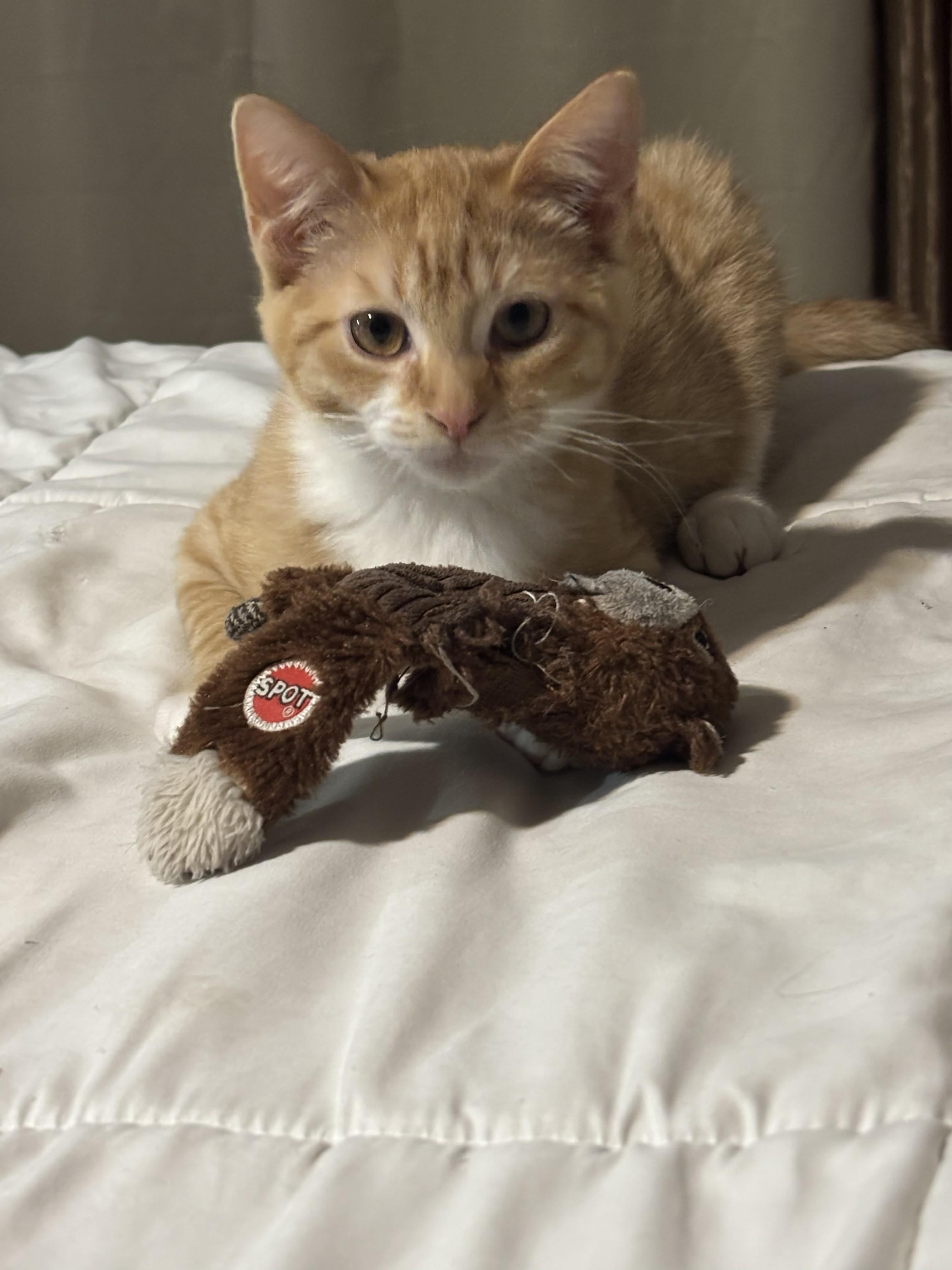 Quiggly, an adopted Domestic Short Hair in Salt Point, NY image 2/2