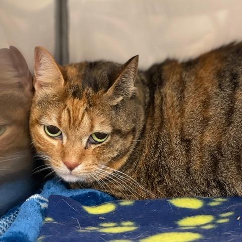 Penny, Adoptable, Adult Female Domestic Short Hair.