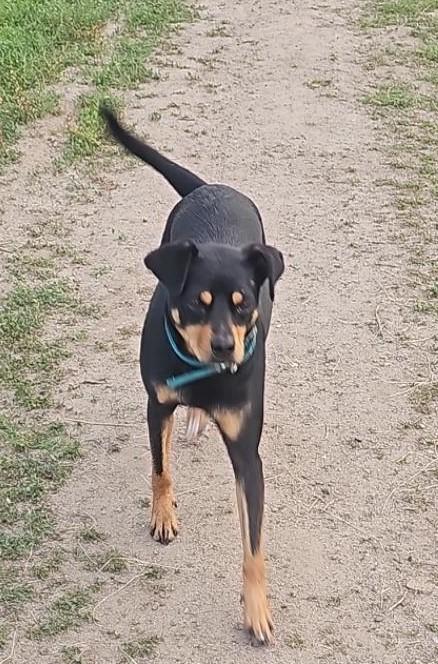 Enlarge Martin, a ADOPTABLE mixed breed in San Diego, CA image 3/5