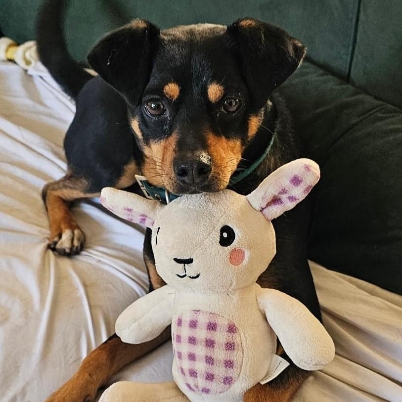 Martin, ADOPTABLE, Young Male German Pinscher.