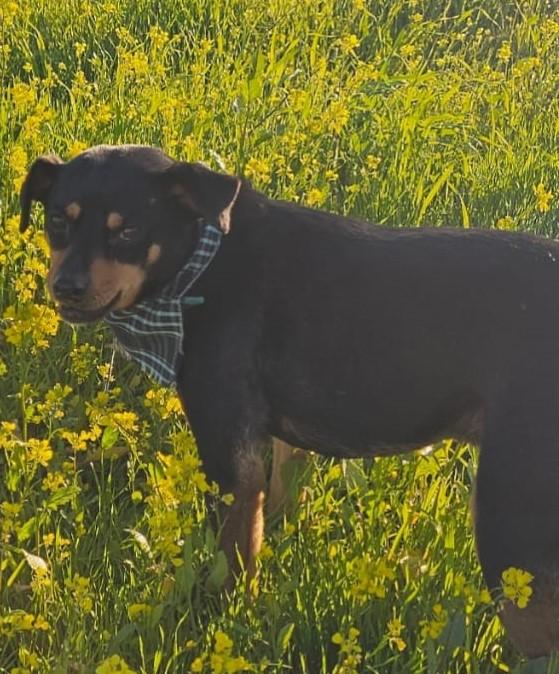 Enlarge Martin, a ADOPTABLE mixed breed in San Diego, CA image 5/5