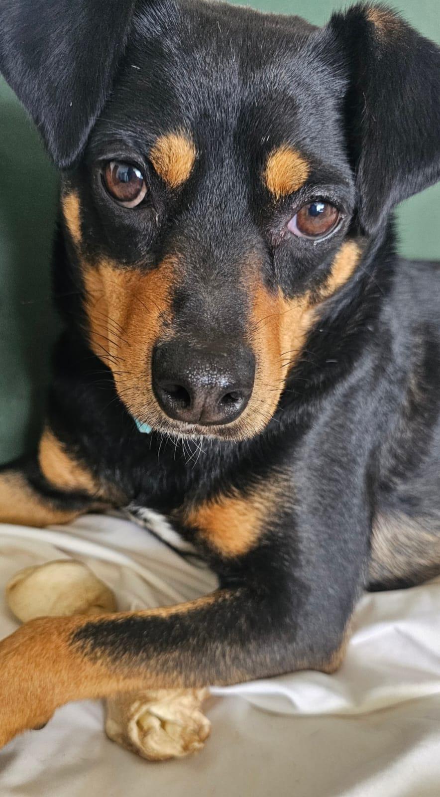 Enlarge Martin, a ADOPTABLE mixed breed in San Diego, CA image 2/5