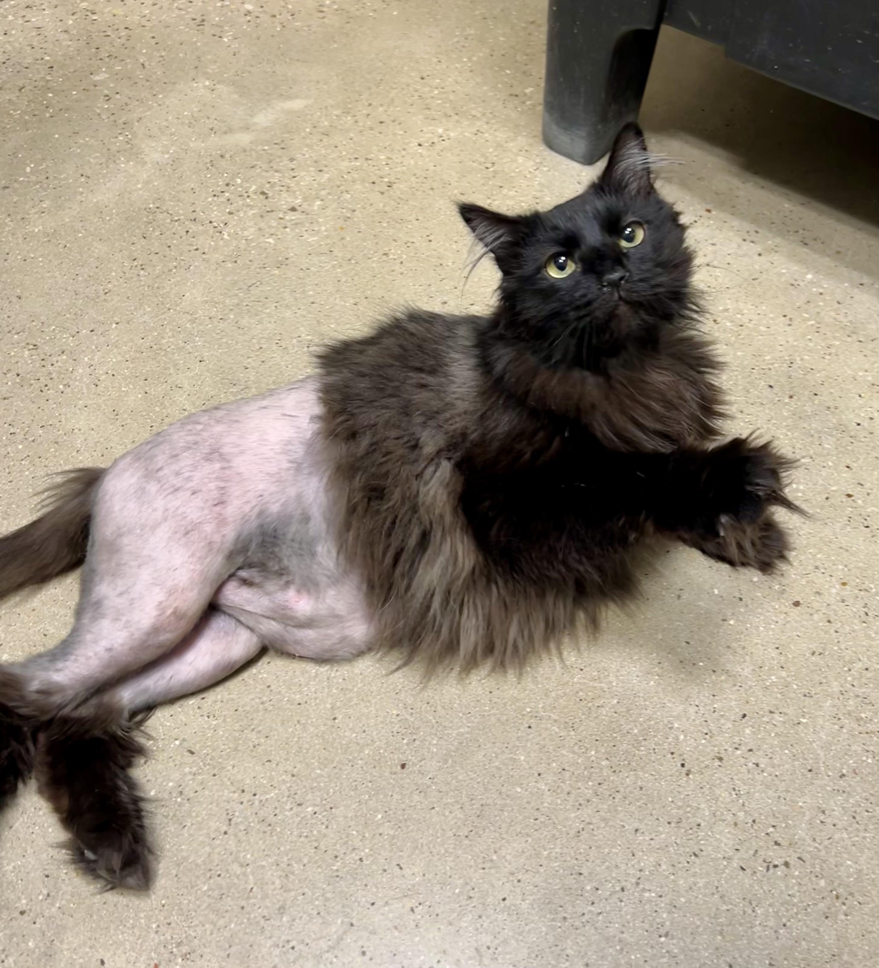 Cinder - Riley Fuzzel Petsmart