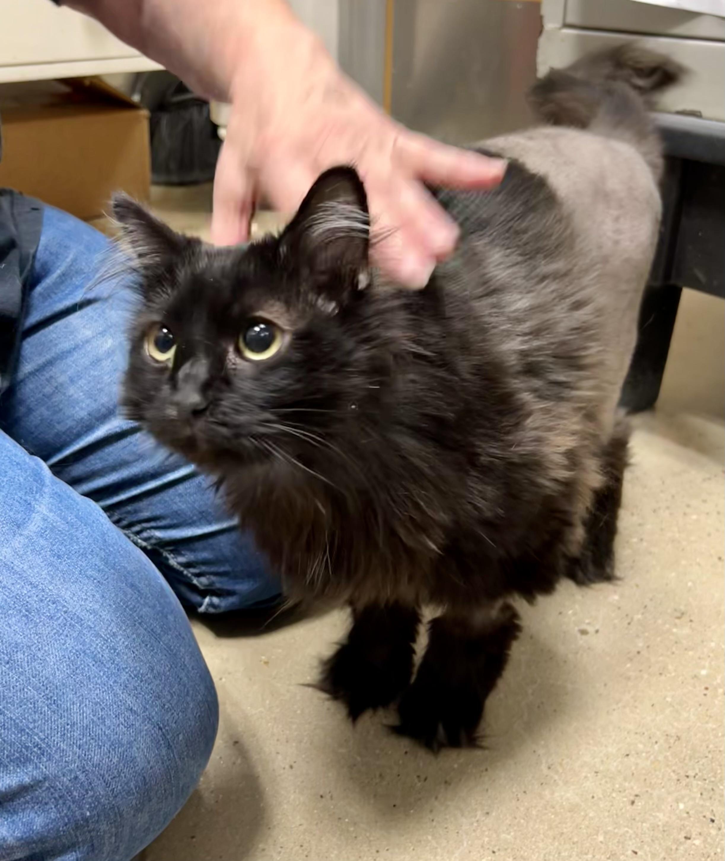 Cinder - Riley Fuzzel Petsmart