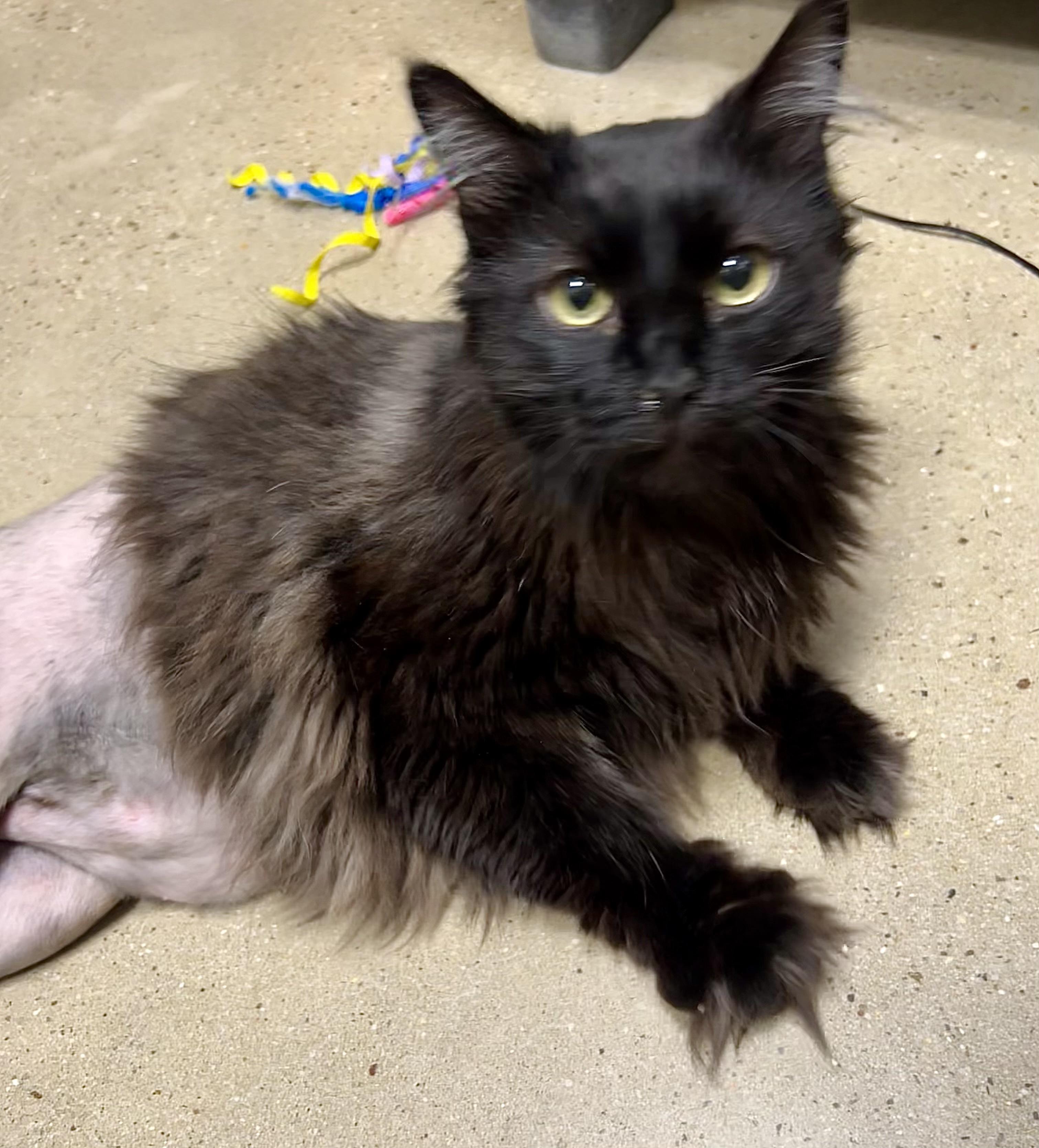 Cinder - Riley Fuzzel Petsmart