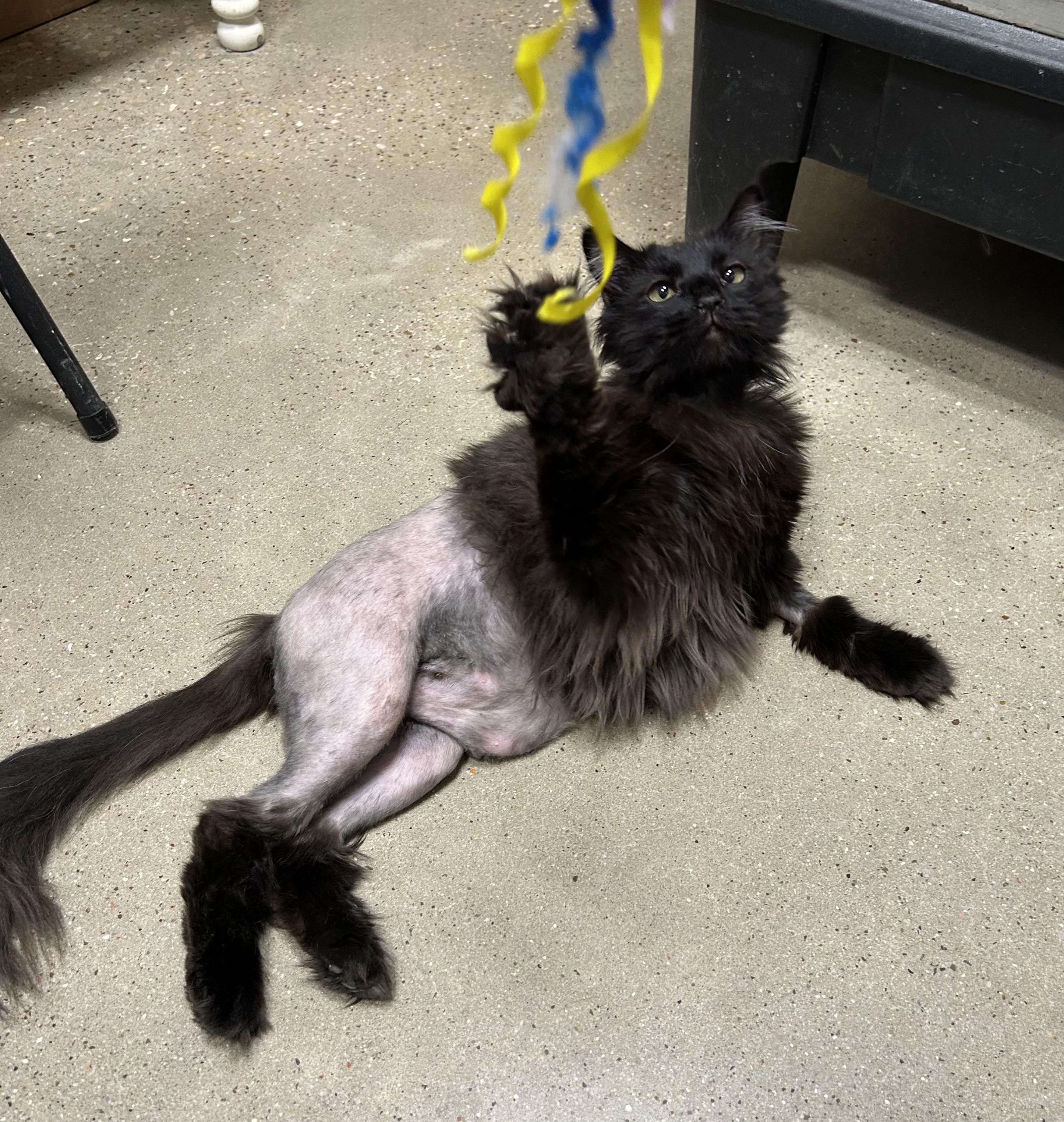 Cinder - Riley Fuzzel Petsmart