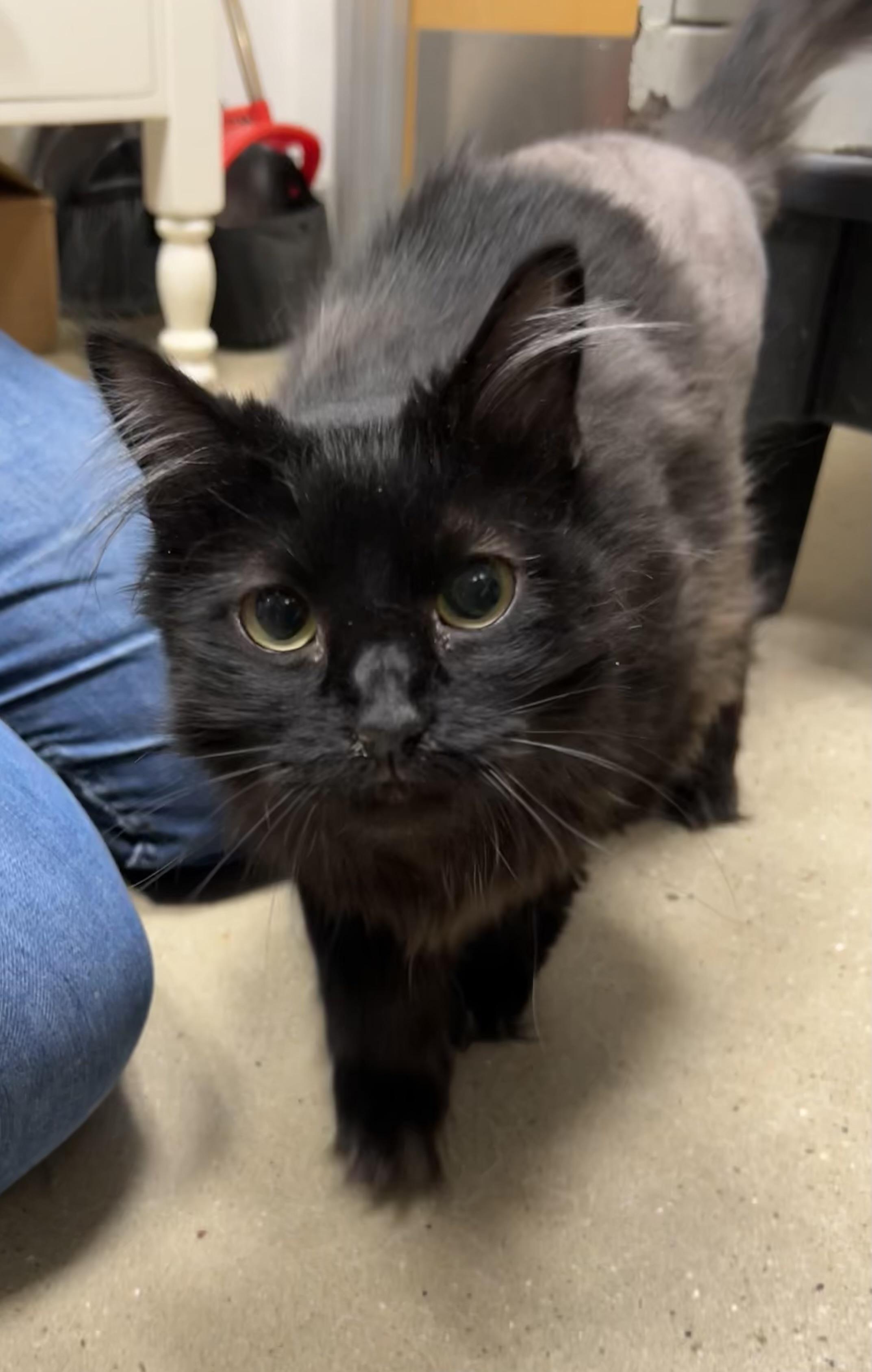 Cinder - Riley Fuzzel Petsmart