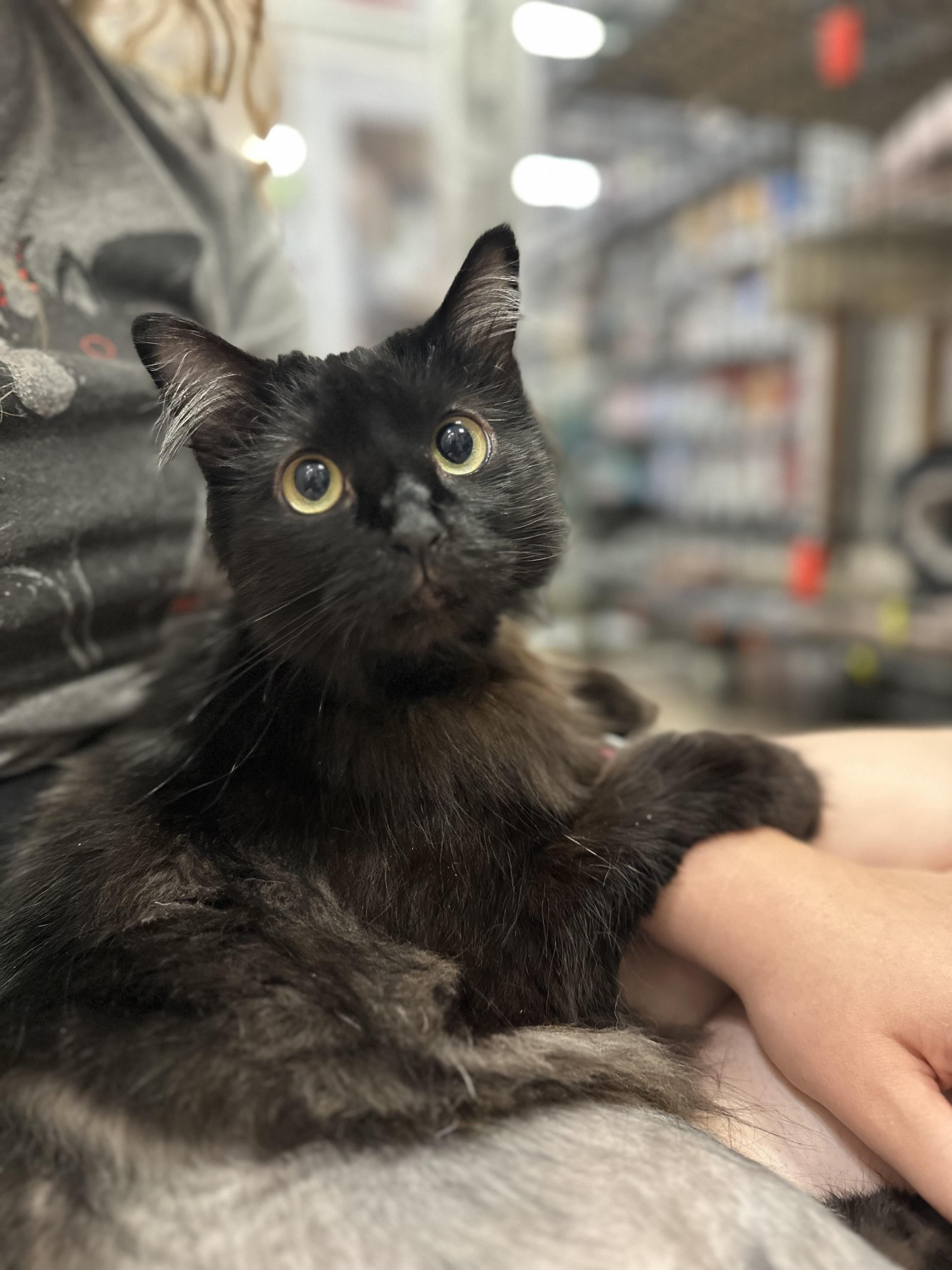 Cinder - Riley Fuzzel Petsmart