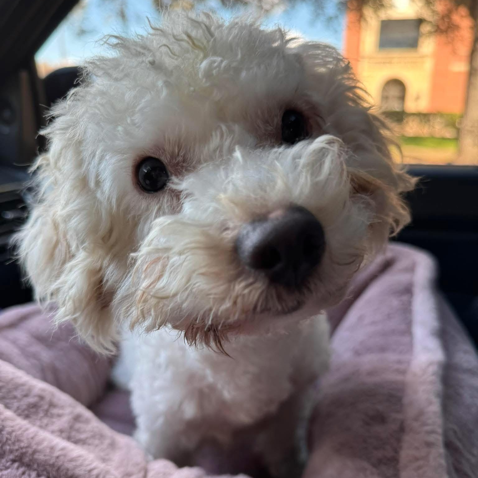 Enlarge Eeyore, an adopted Maltipoo in West Dundee, IL image 5/5