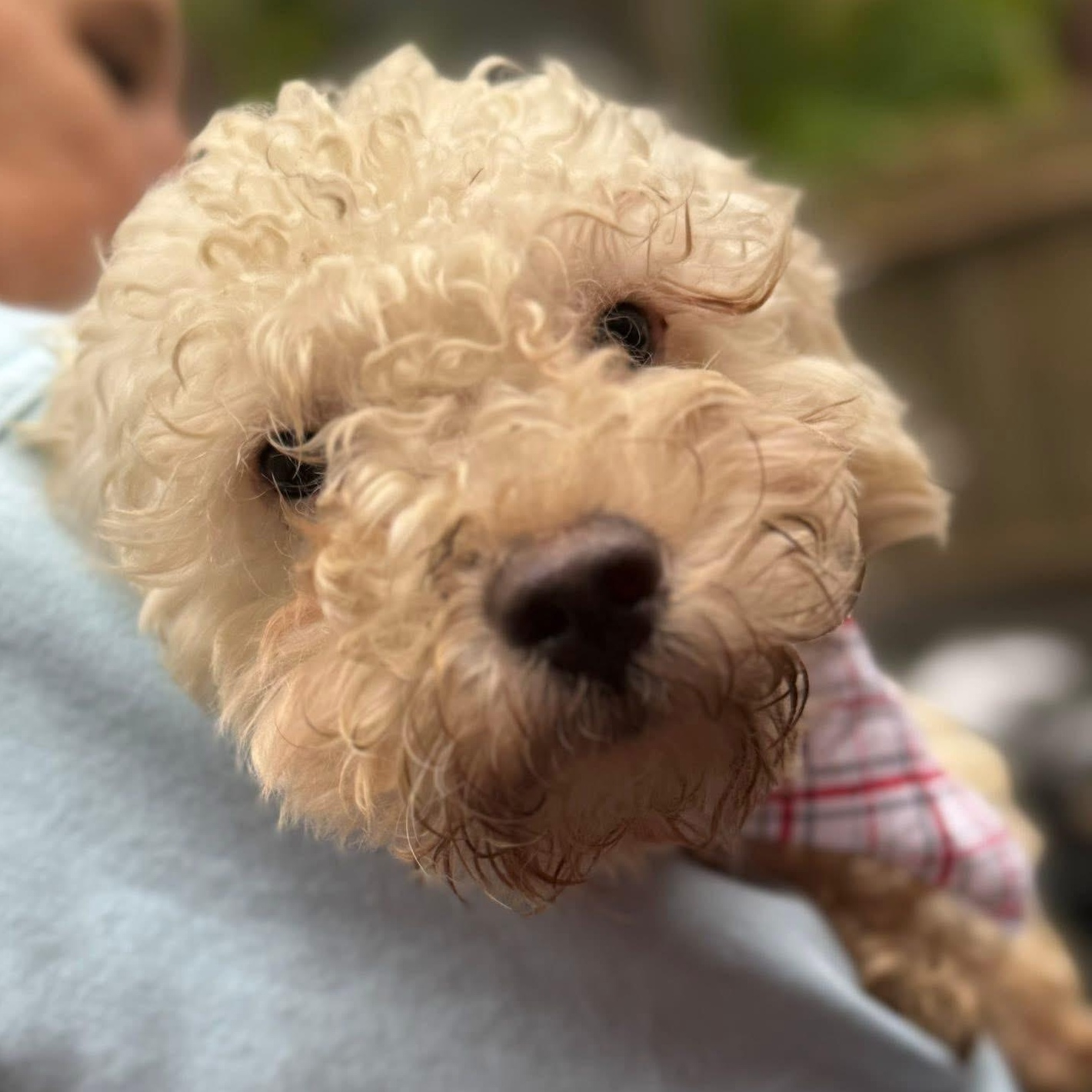 Enlarge Eeyore, an adopted Maltipoo in West Dundee, IL image 2/5