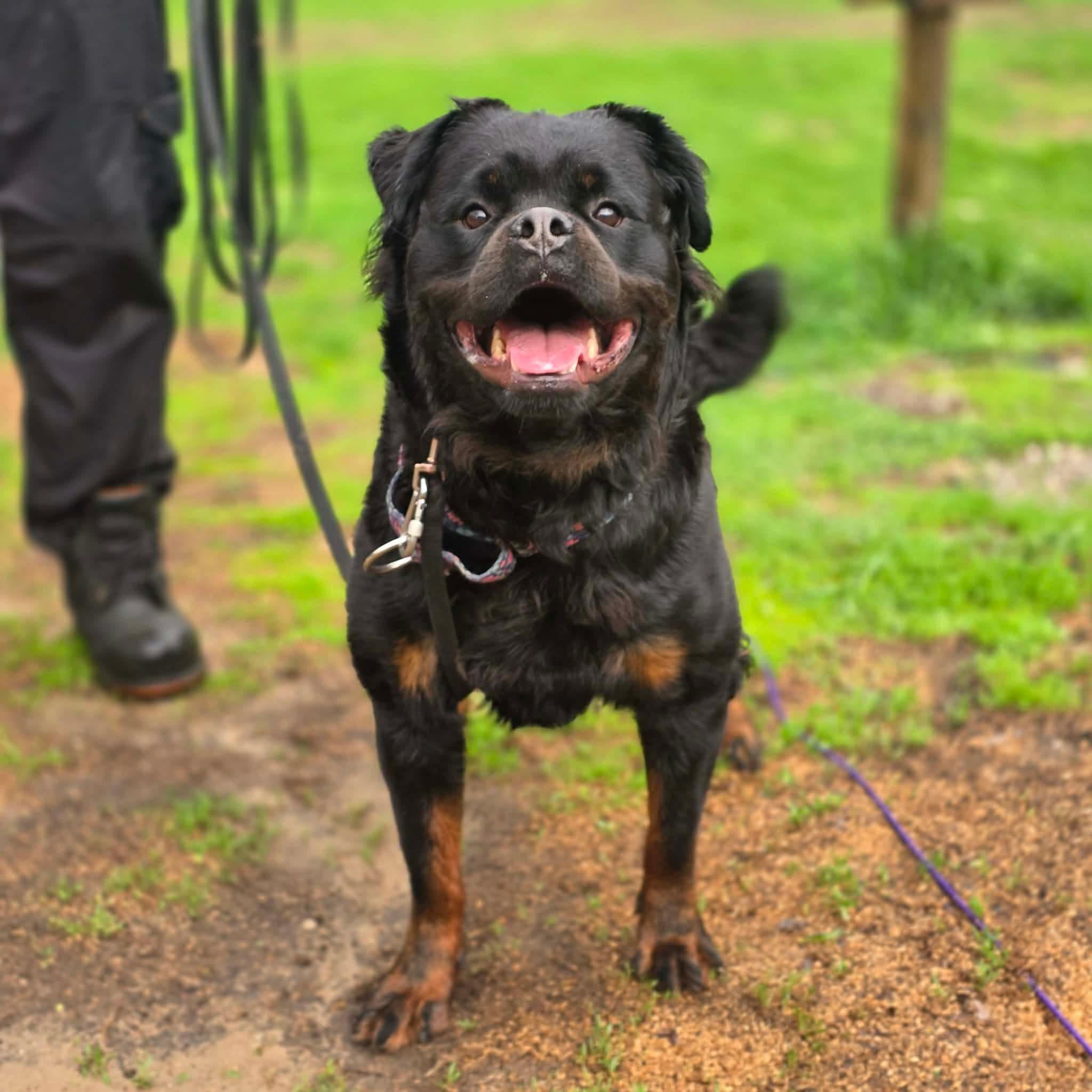 Diamond , ADOPTABLE, Young Female Rottweiler.
