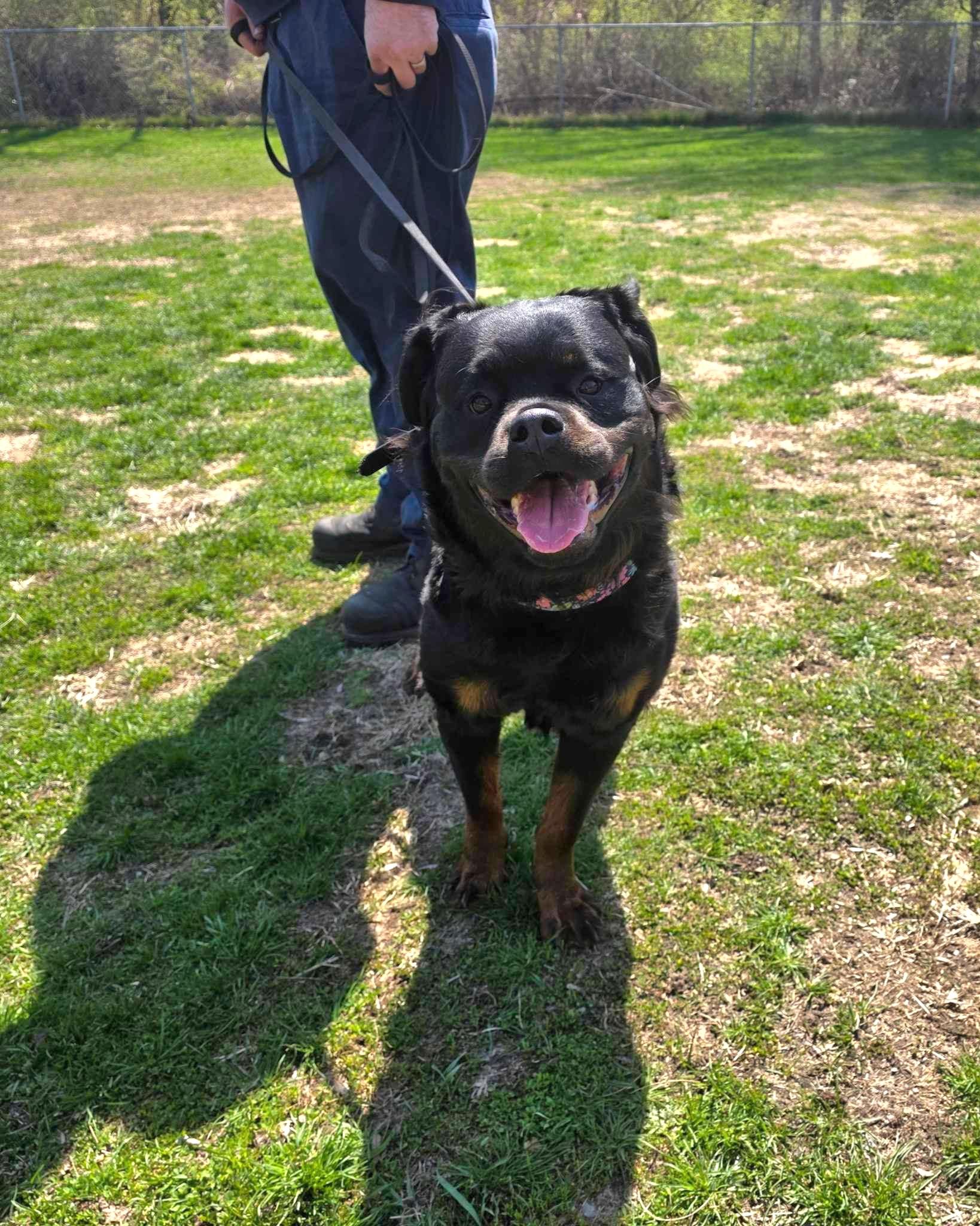 Enlarge Diamond , a ADOPTABLE Rottweiler in Davison, MI image 2/3