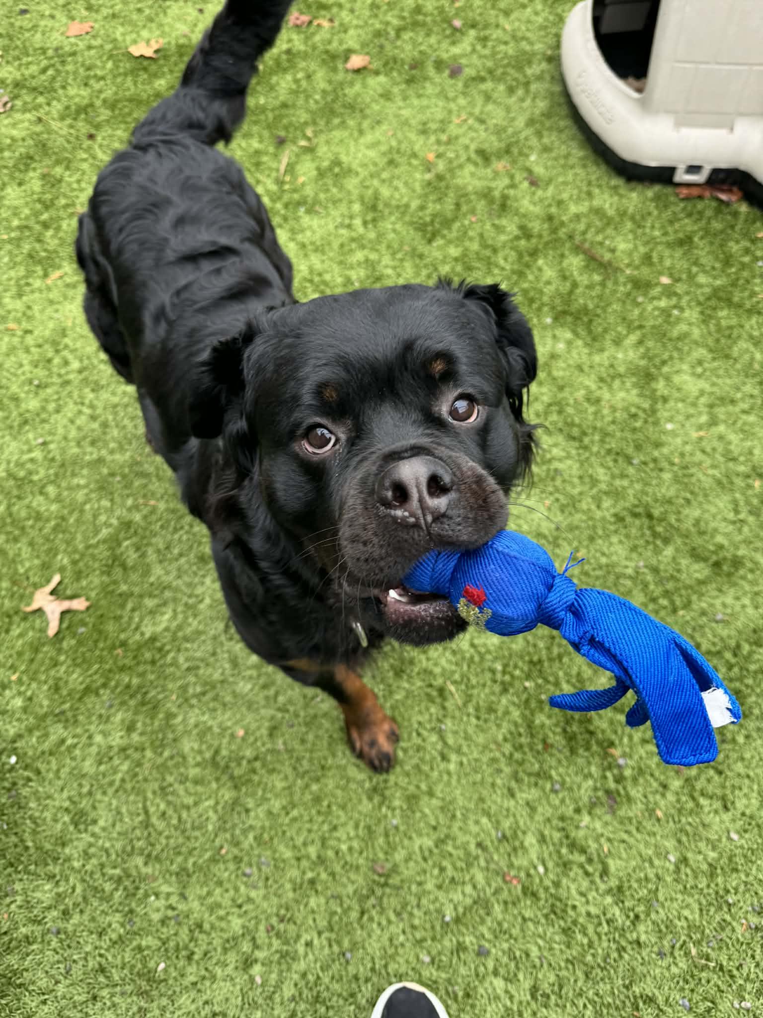 Enlarge Diamond , a ADOPTABLE Rottweiler in Davison, MI image 3/3