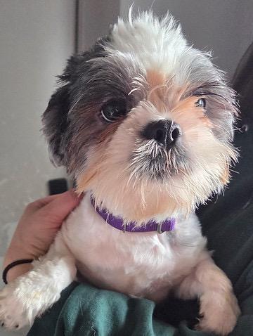 Maggie, Adoptable, Adult Female Shih Tzu.