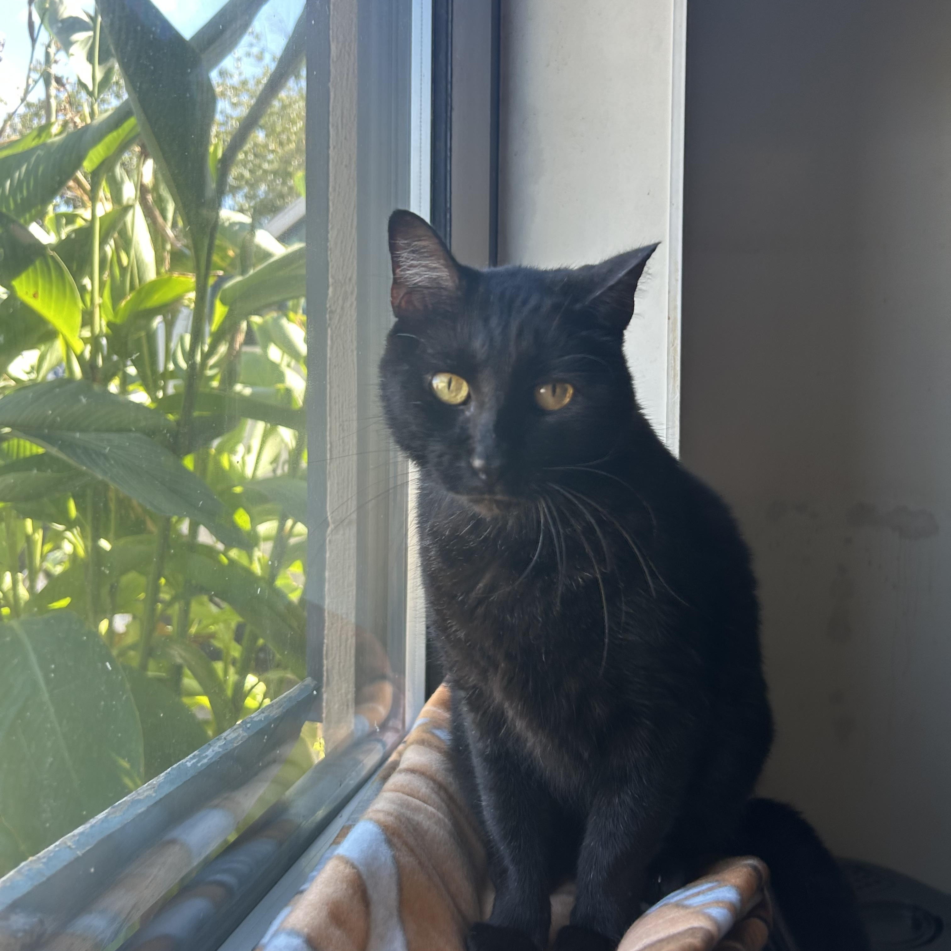 Shadow, Adoptable, Adult Male Domestic Short Hair.