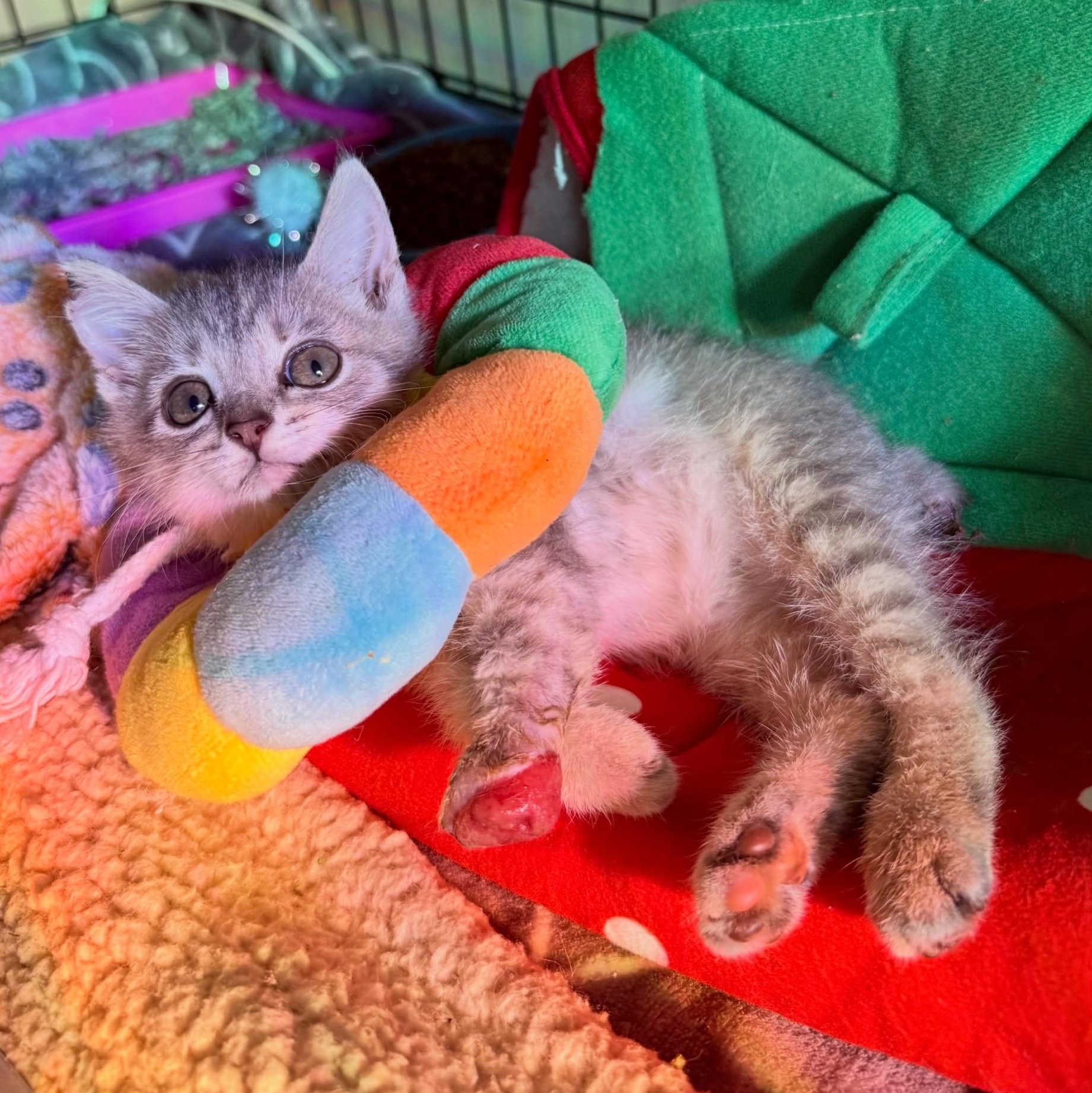 Disco Snail - Graphic Content Warning, a Adoptable Domestic Short Hair in Charlotte, NC image 5/6