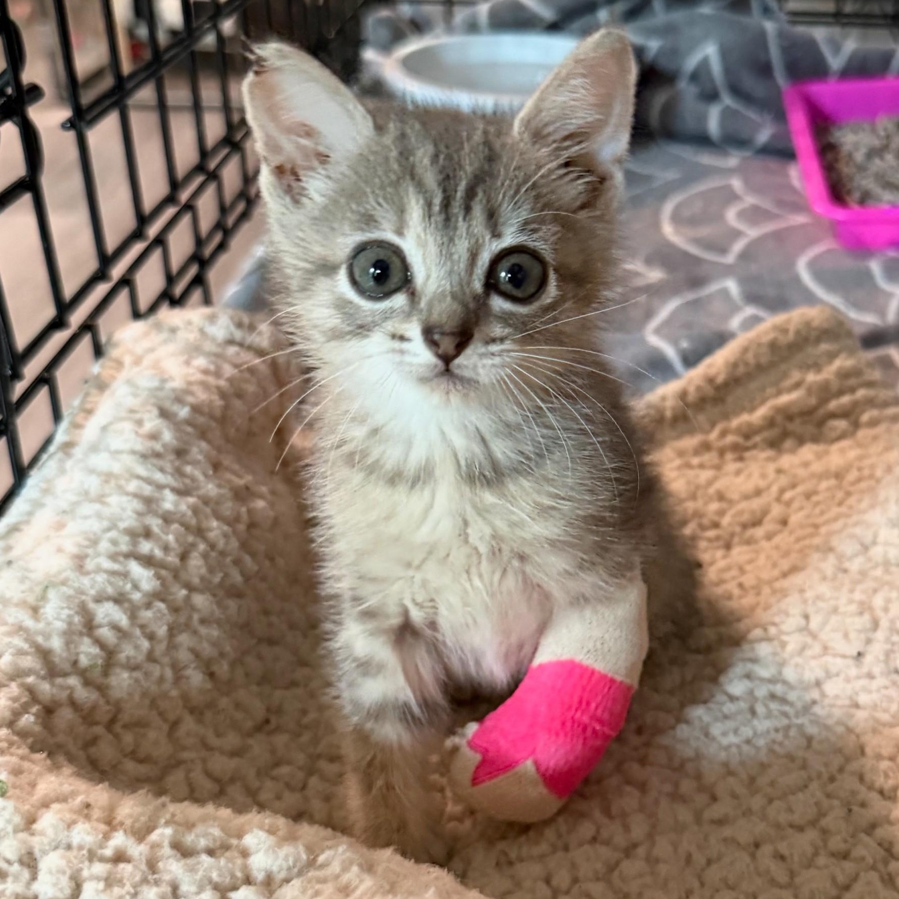 Disco Snail - Graphic Content Warning, Adoptable, Kitten Female Domestic Short Hair.