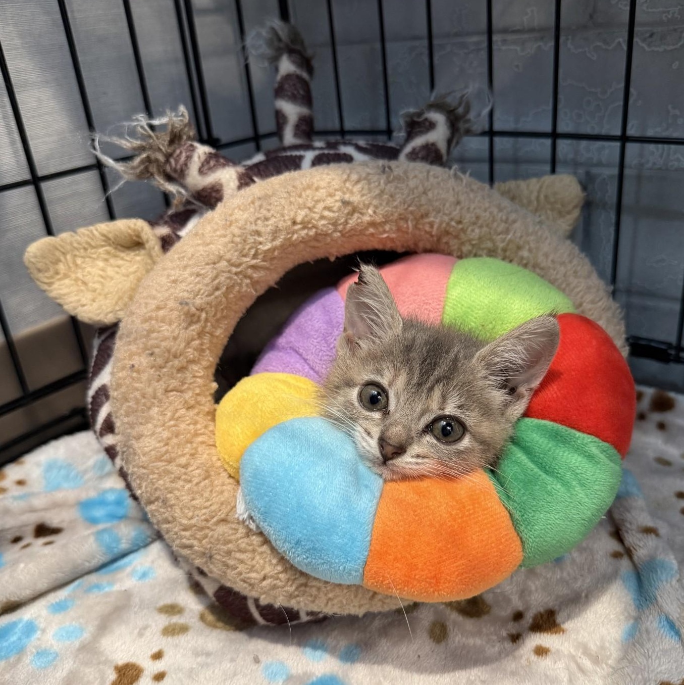 Disco Snail - Graphic Content Warning, a Adoptable Domestic Short Hair in Charlotte, NC image 2/6