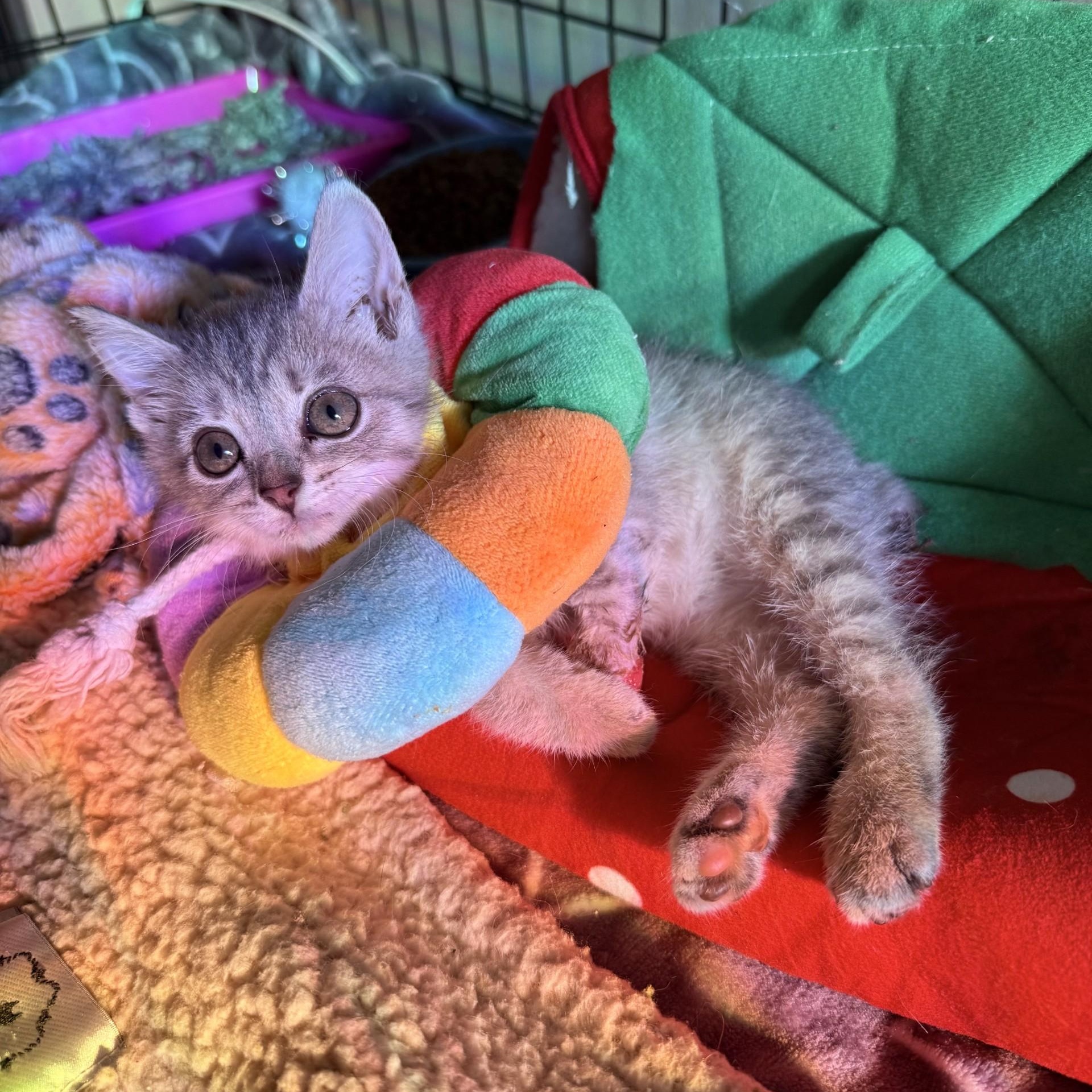 Disco Snail - Graphic Content Warning, a Adoptable Domestic Short Hair in Charlotte, NC image 3/6