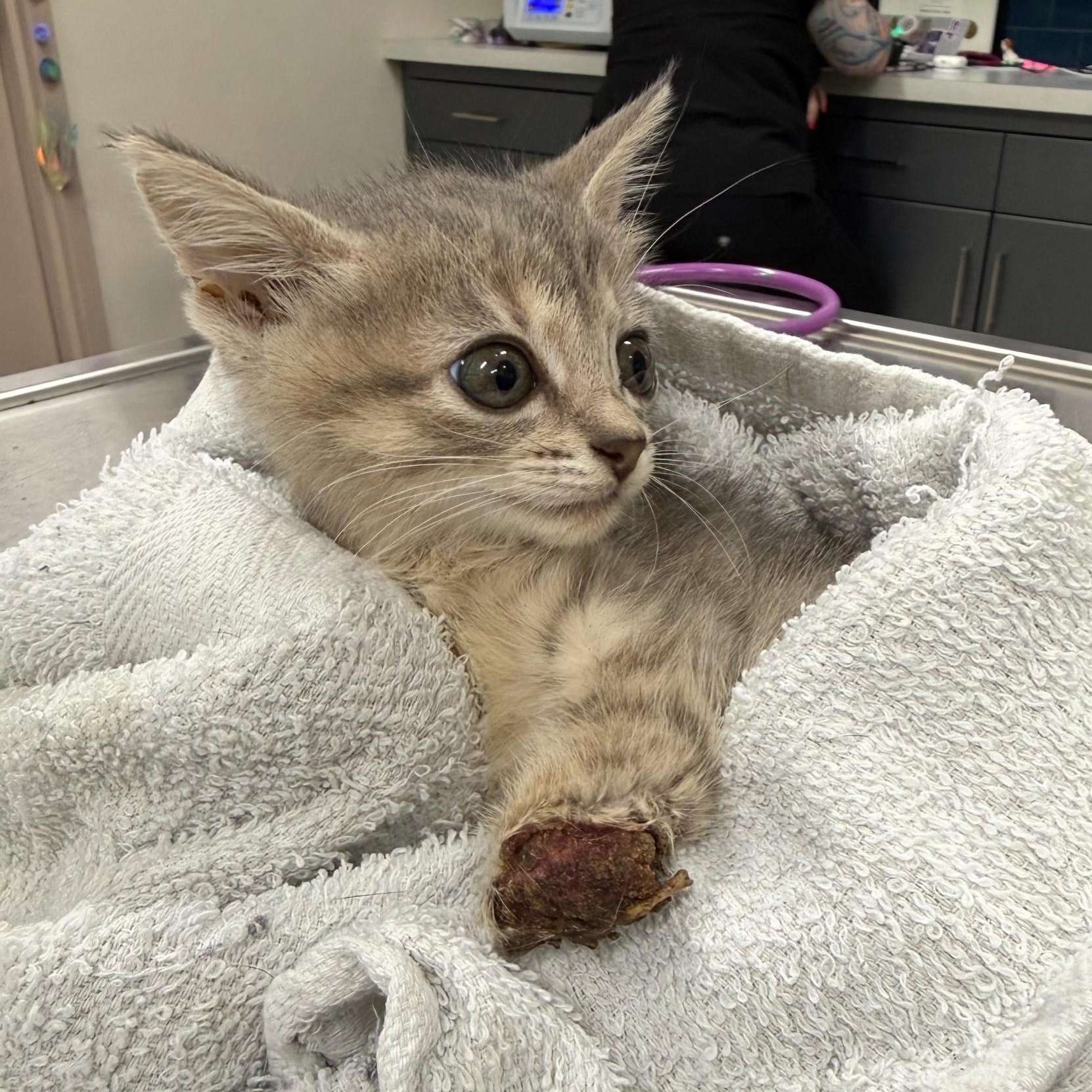 Disco Snail - Graphic Content Warning, a Adoptable Domestic Short Hair in Charlotte, NC image 6/6