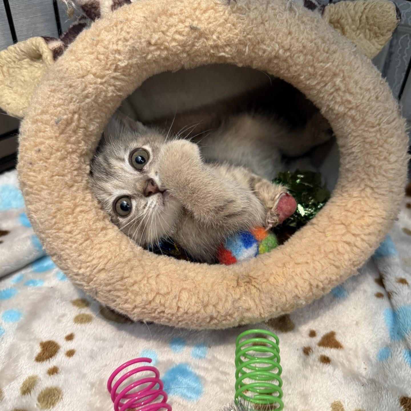 Disco Snail - Graphic Content Warning, a Adoptable Domestic Short Hair in Charlotte, NC image 4/6