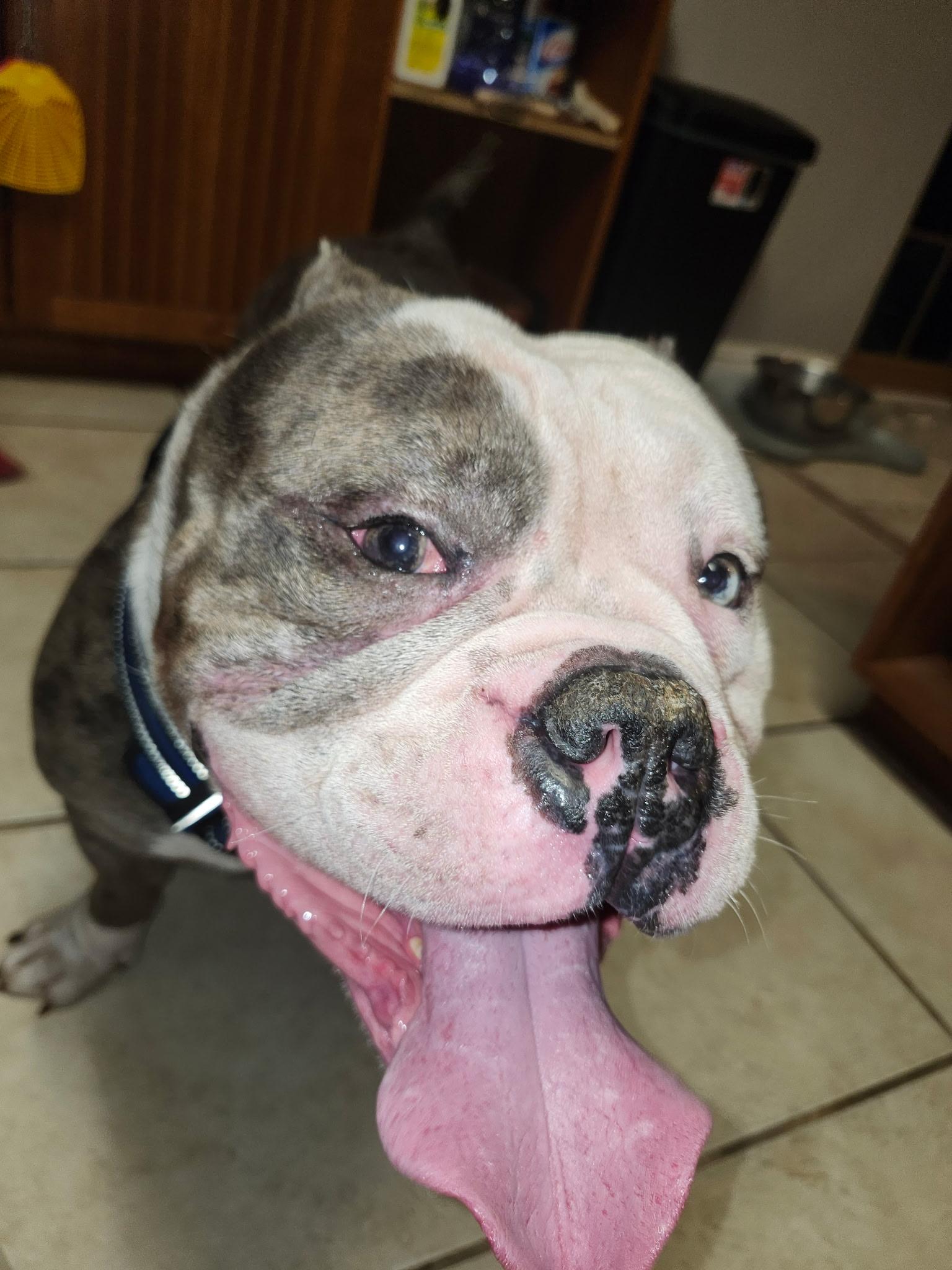 Enlarge Picasso, a ADOPTABLE American Bully in Deltona, FL image 3/3