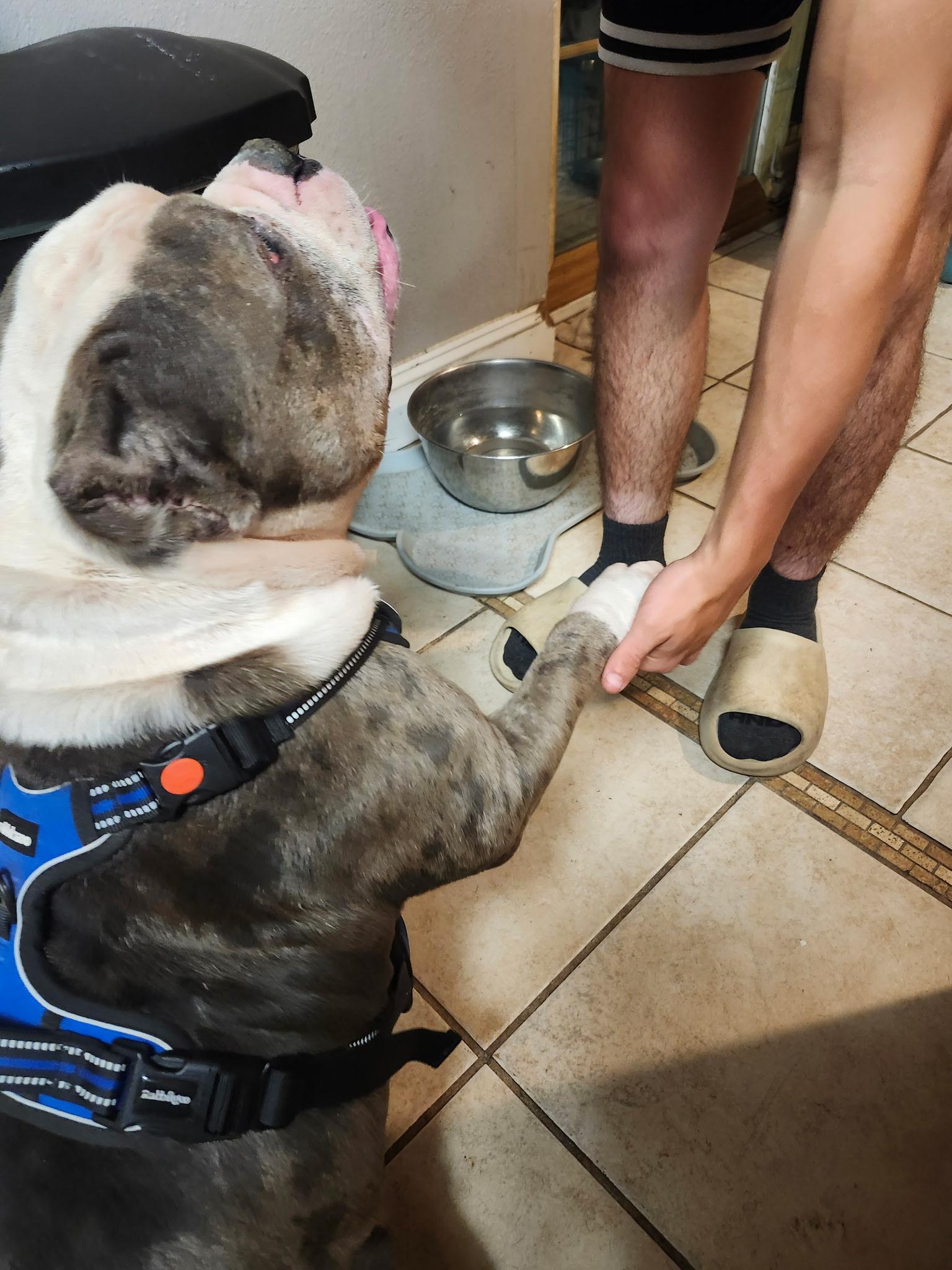 Enlarge Picasso, a ADOPTABLE American Bully in Deltona, FL image 2/3