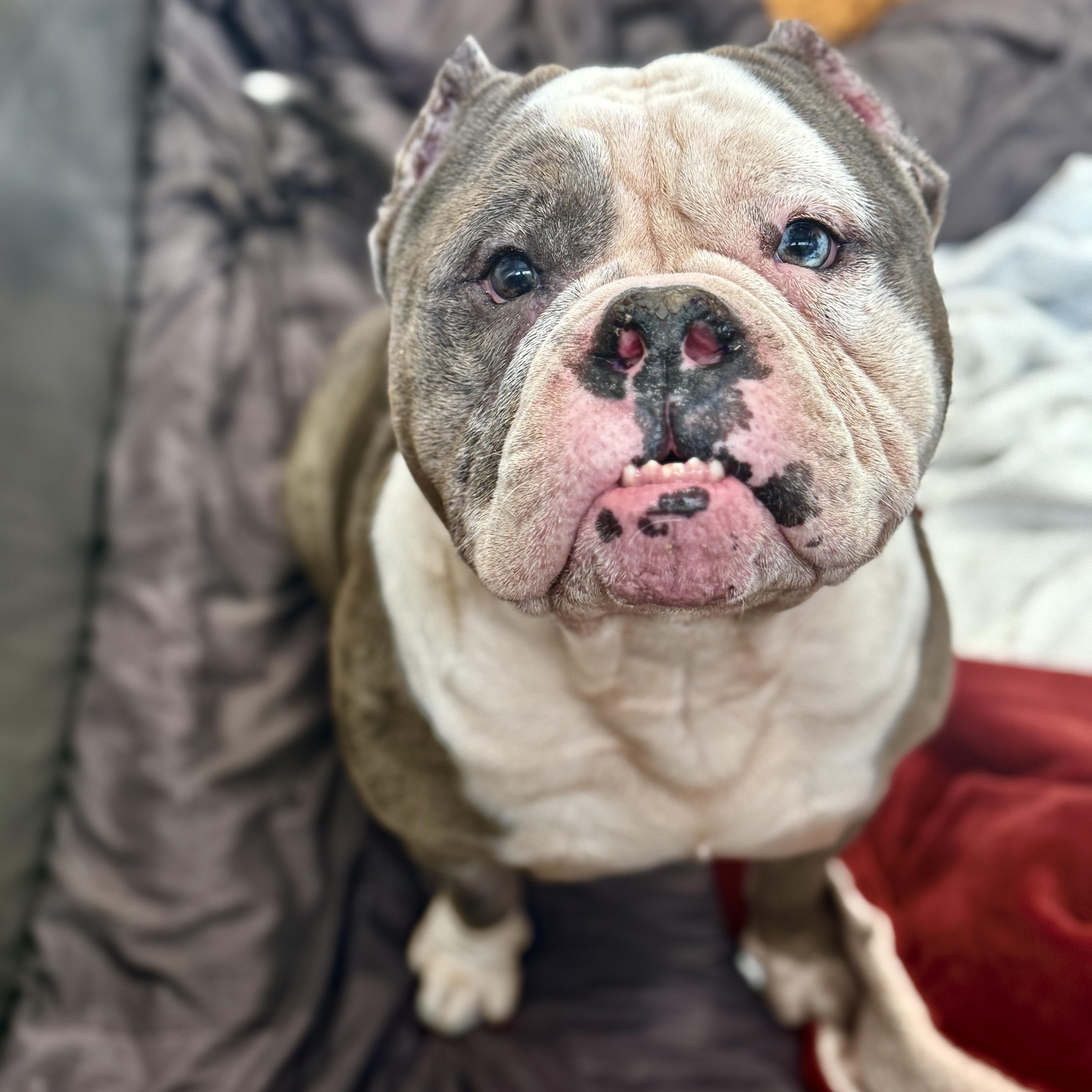 Picasso, ADOPTABLE, Adult Male American Bully.