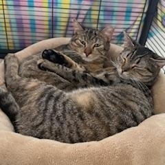 Enlarge Orion & Cassiopeia: A Beautiful Bonded Pair Looking for a Quiet Home , a ADOPTABLE Tabby in Prescott, AZ image 1/1