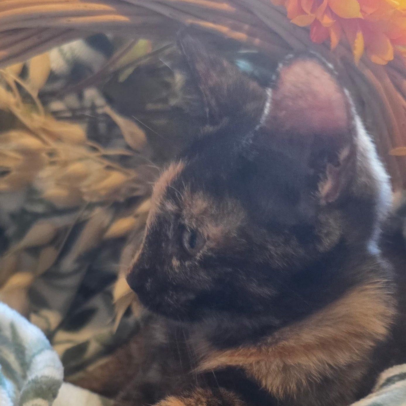 Enlarge Autumn, a Adopted Domestic Short Hair in Tulsa, OK image 5/5