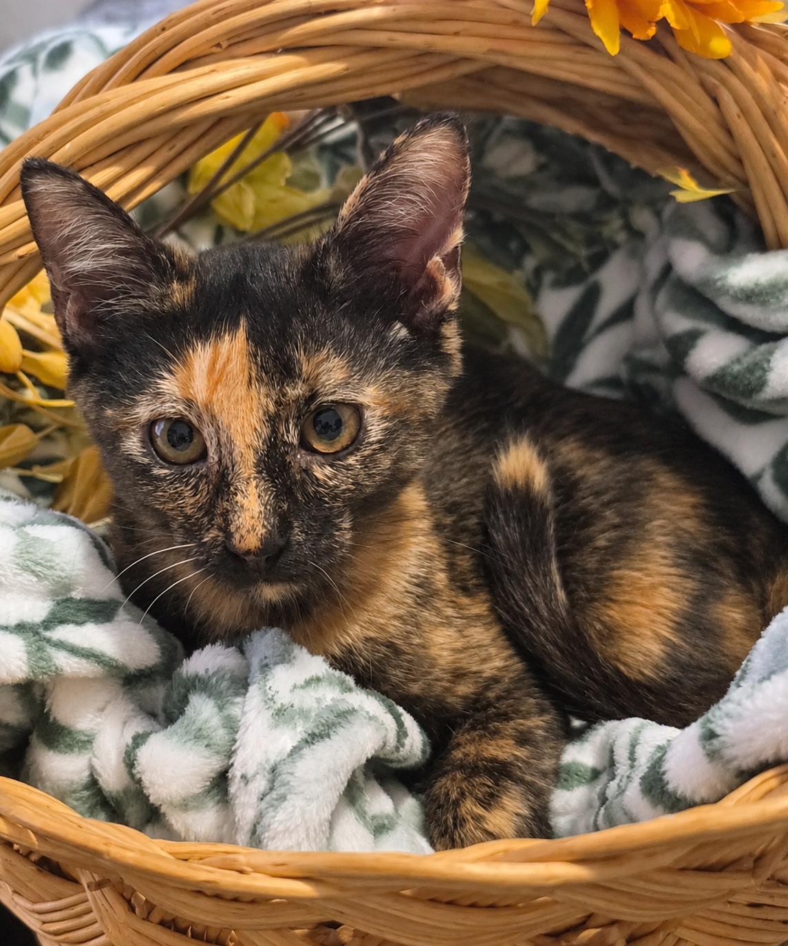 Autumn, Adopted, Kitten Female Domestic Short Hair.