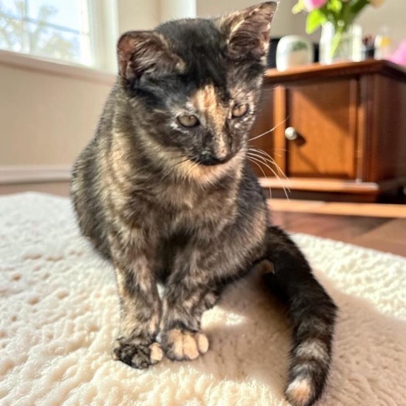 Enlarge Autumn, a Adopted Domestic Short Hair in Tulsa, OK image 3/5