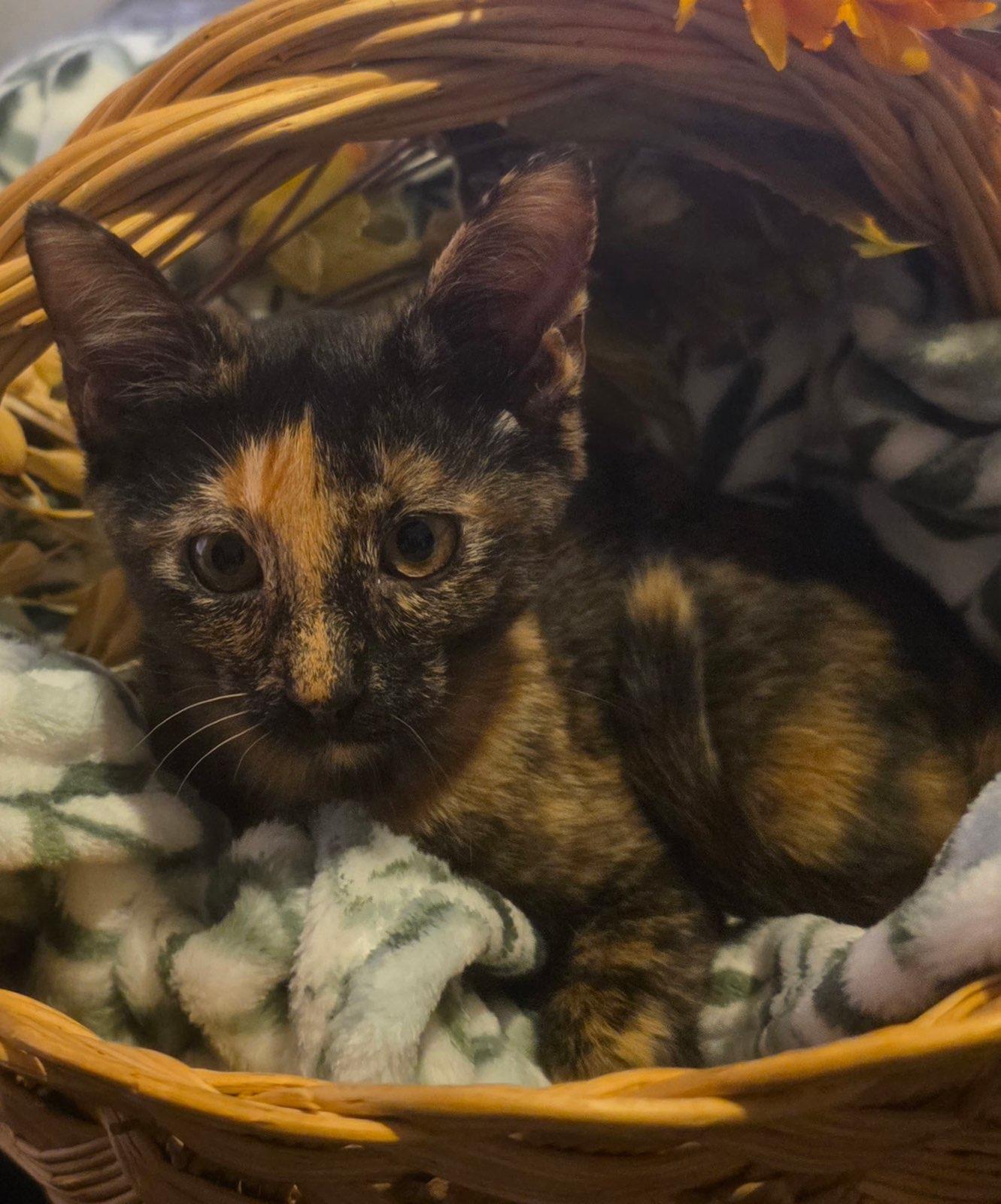 Enlarge Autumn, a Adopted Domestic Short Hair in Tulsa, OK image 4/5