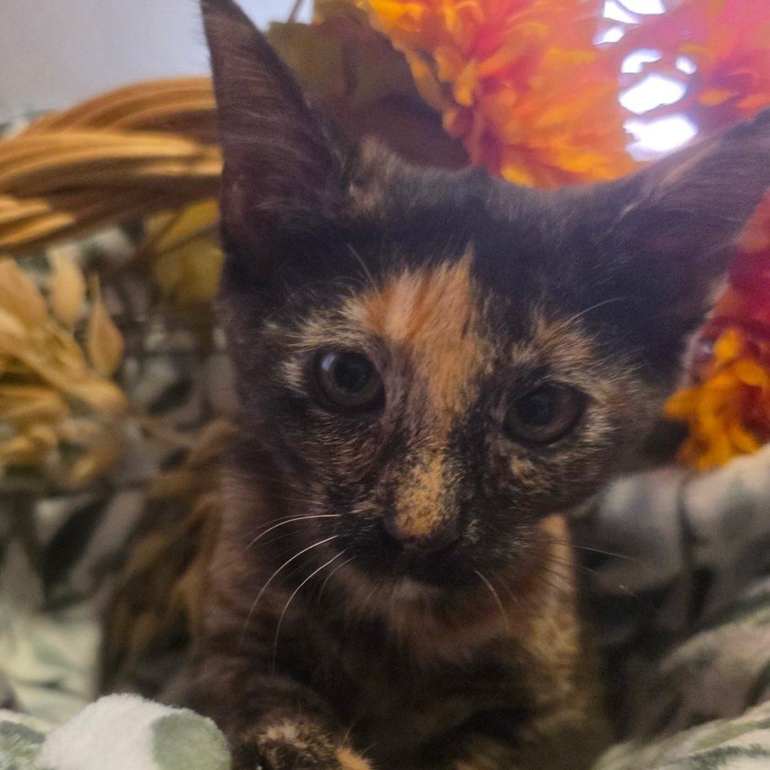 Enlarge Autumn, a Adopted Domestic Short Hair in Tulsa, OK image 2/5
