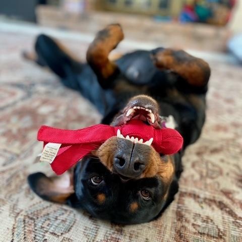 Missy, Adoptable, Young Female Rottweiler.