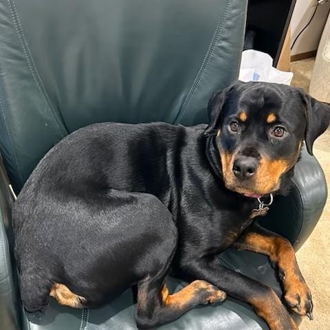 Missy, a Adoptable Rottweiler in Redmond, WA image 2/5