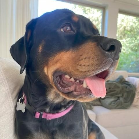 Missy, a Adoptable Rottweiler in Redmond, WA image 4/5