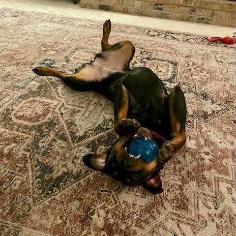 Missy, a Adoptable Rottweiler in Redmond, WA image 5/5